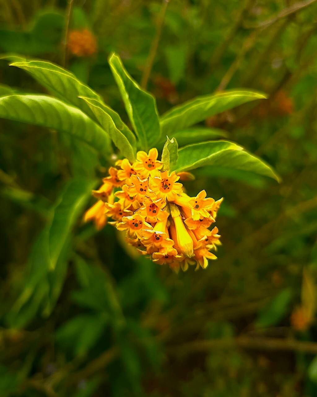 Cestrum psittacinum — search result for 'Cestrum'