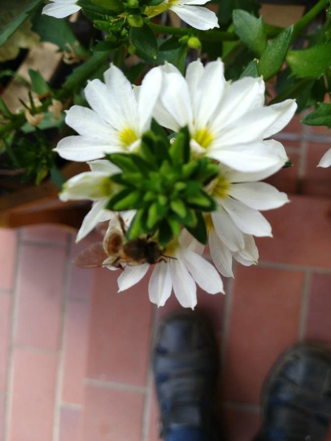 Melampodium cinereum — search result for 'Tropical regions of Central and South America'