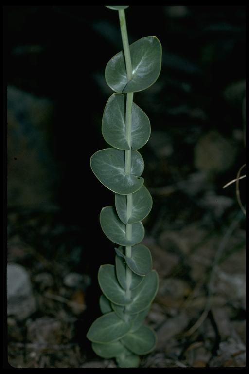 Streptanthus barbatus — related species from the same genus