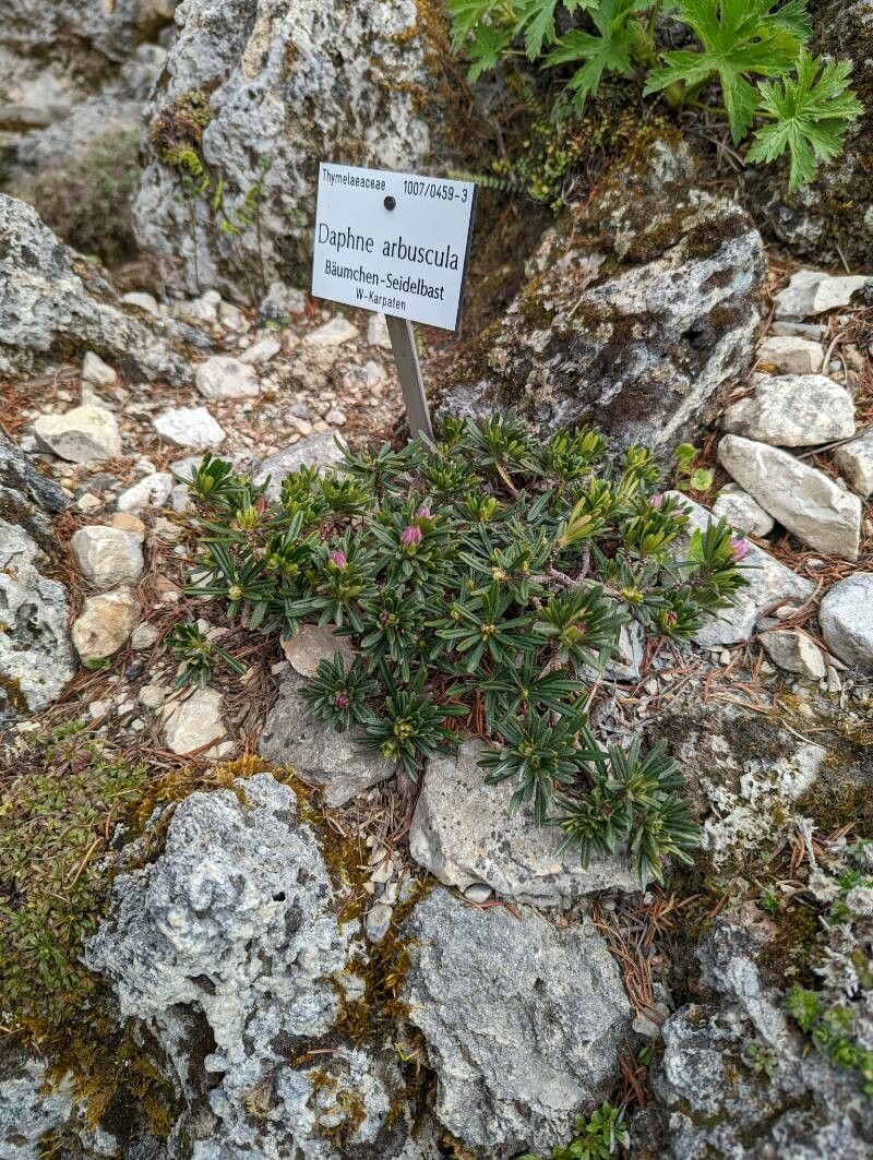Daphne arbuscula habit
