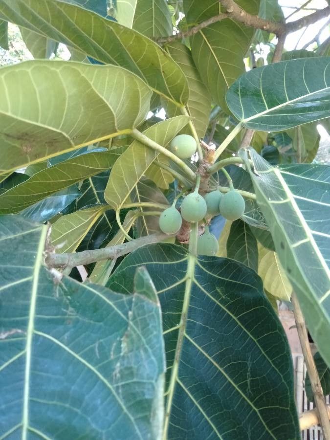 Ficus callosa fruit