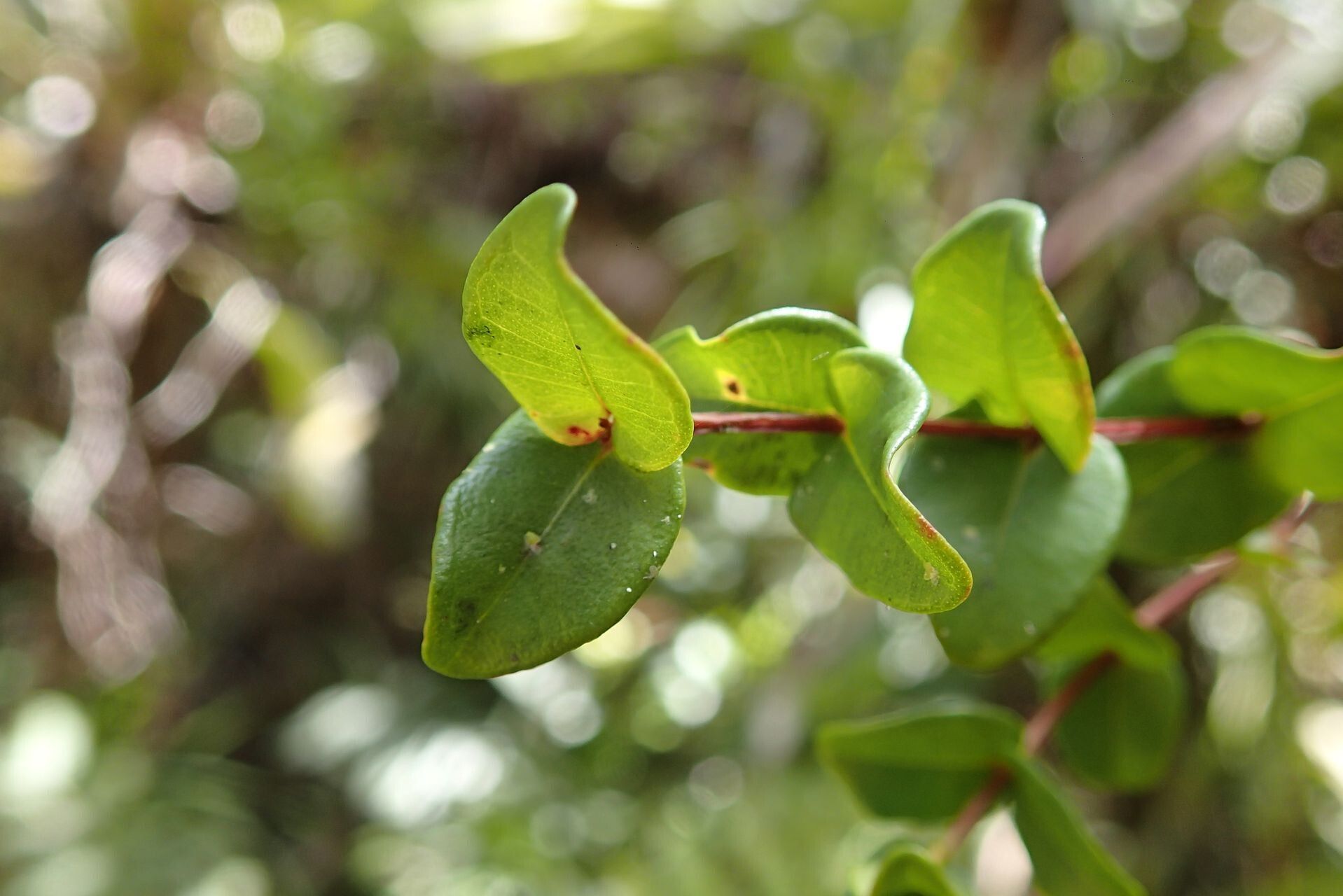 Syzygium tenuiflorum leaf
