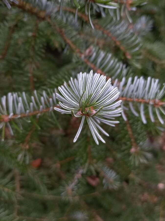 Picea omorika leaf