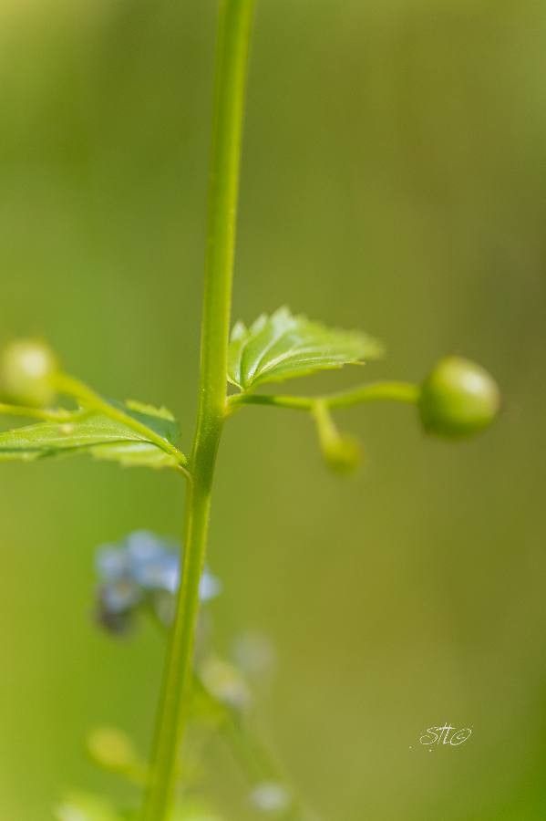 Scrophularia provincialis fruit