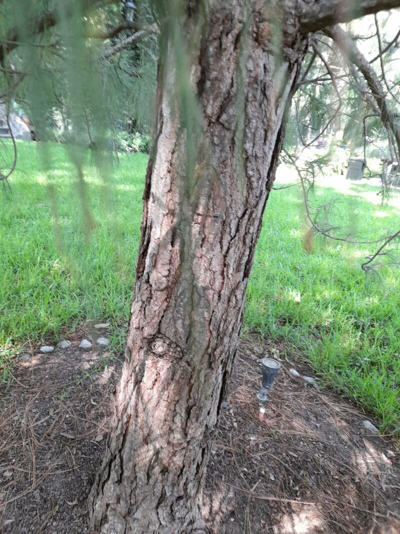Pinus devoniana bark