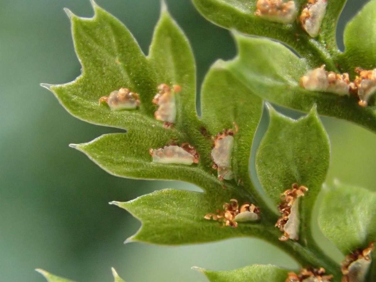 Asplenium exiguum fruit