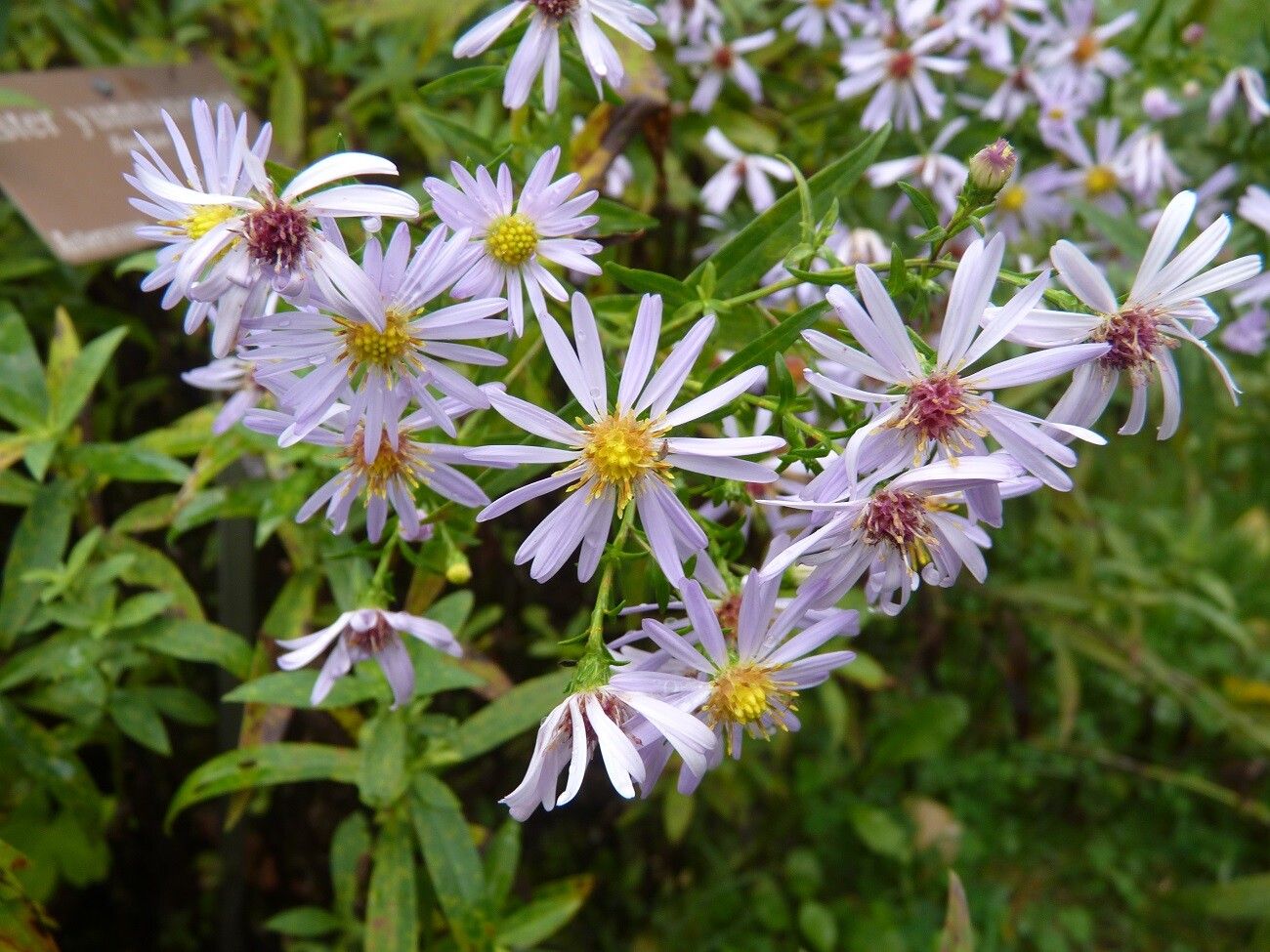 Aster yunnanensis flower