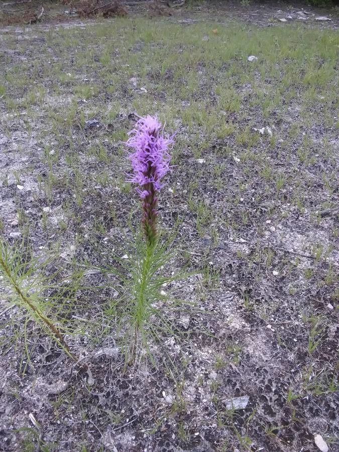 Liatris punctata — search result for 'Liatris'