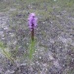Liatris punctata