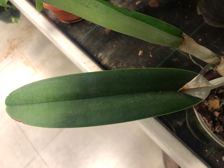 Rhyncholaelia digbyana — search result for 'Belize'