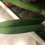 Rhyncholaelia digbyana