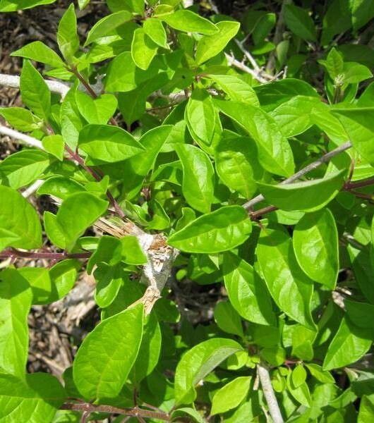 Volkameria mollis — houseplant care guide