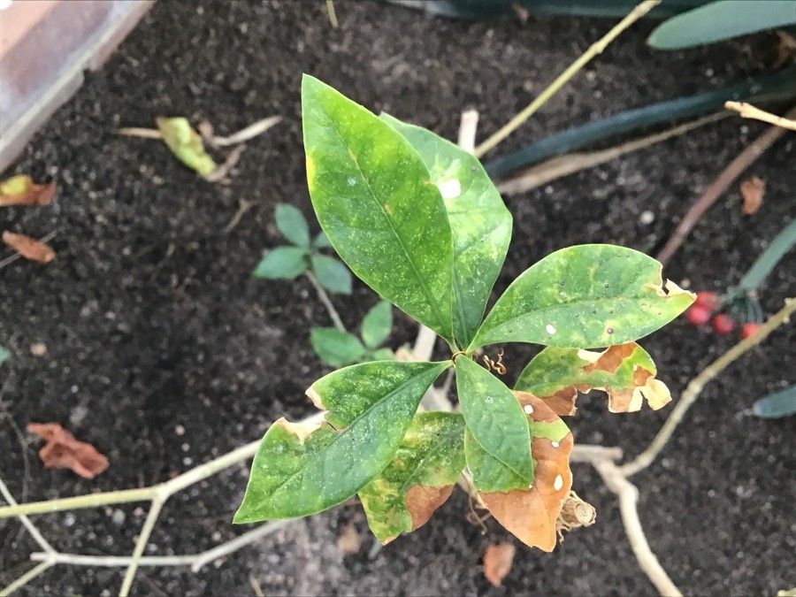 Picconia excelsa leaf