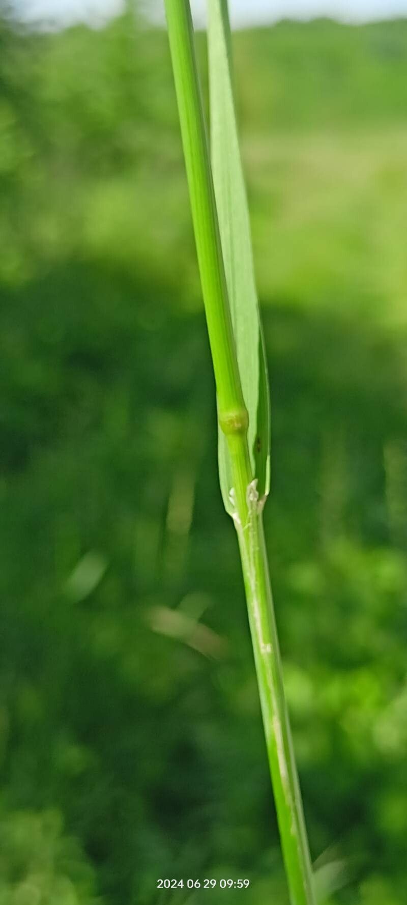 Beckmannia eruciformis — related species from the same genus