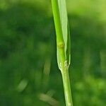 Beckmannia eruciformis