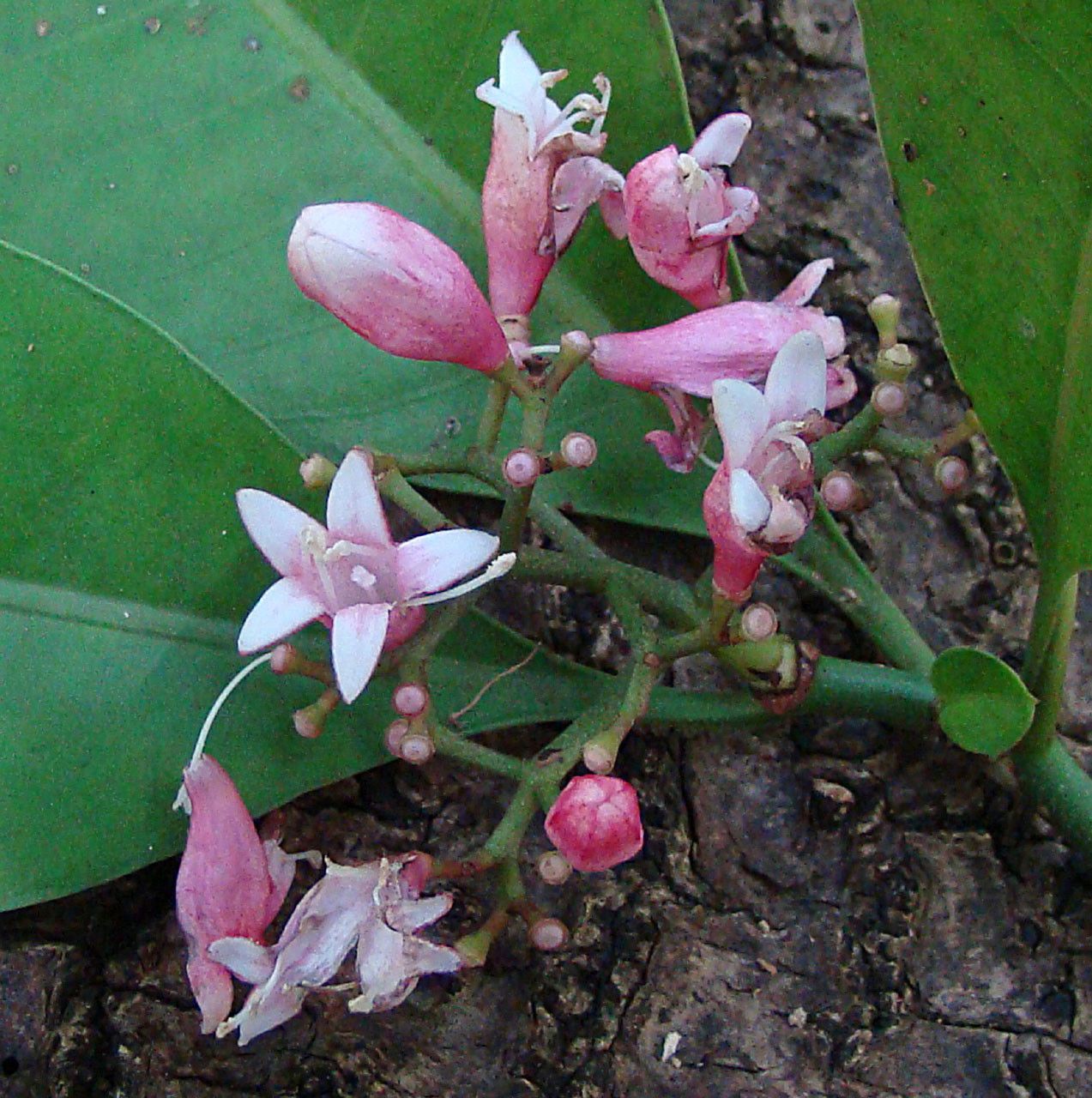 Psychotria semperflorens flower