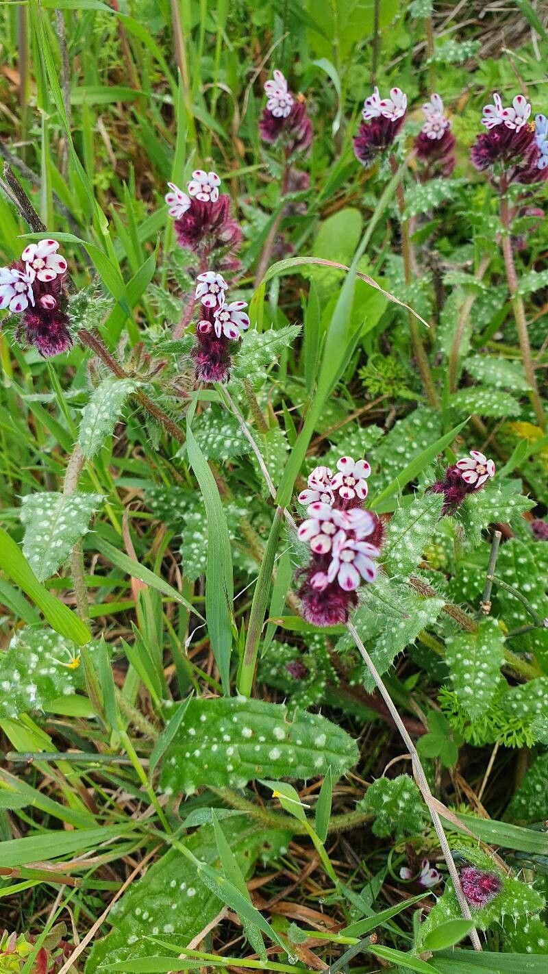 Anchusa variegata leaf
