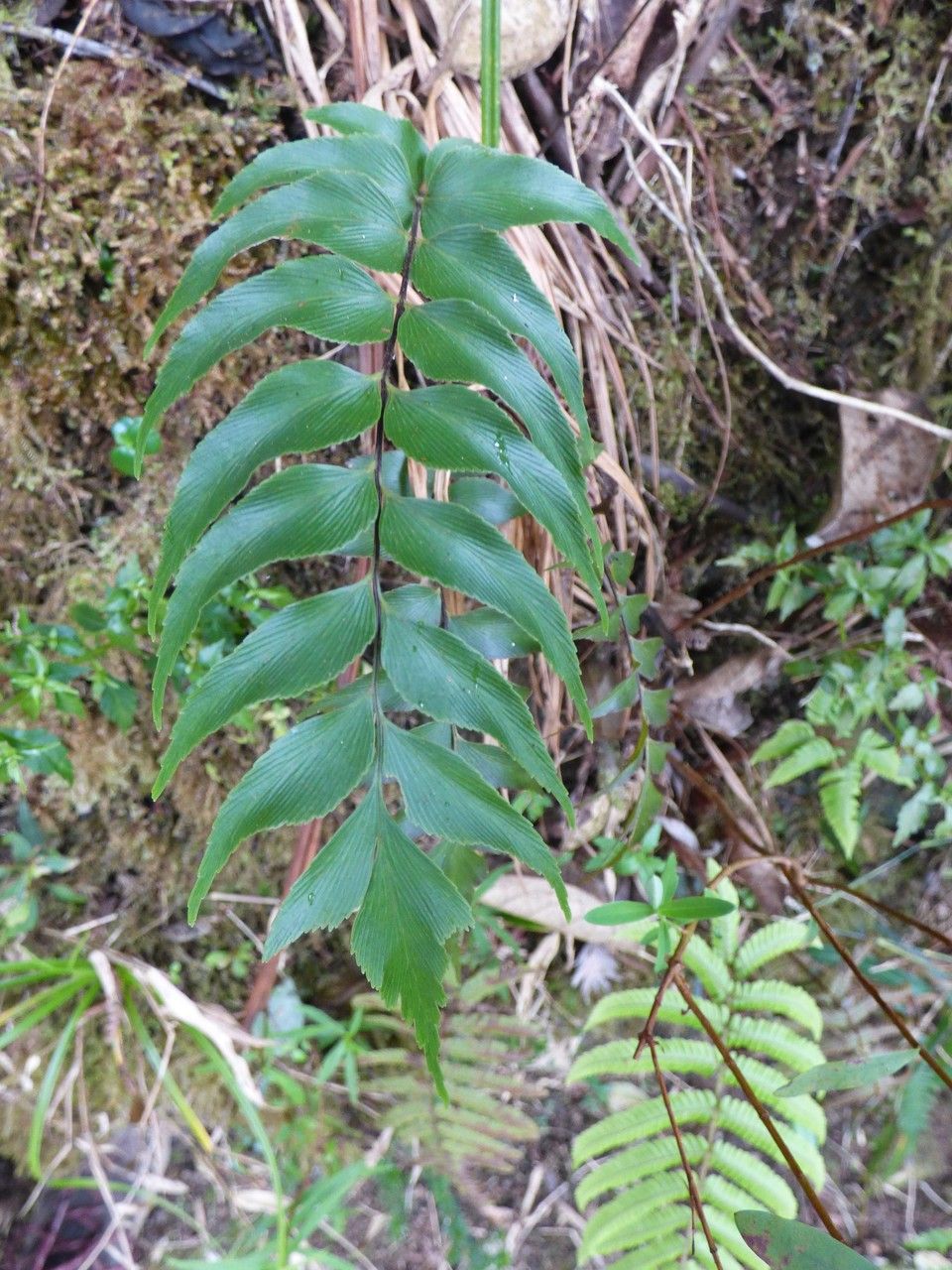 Asplenium petiolulatum leaf