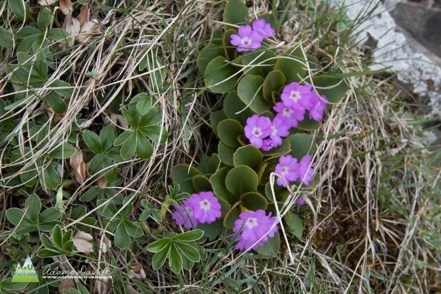 Primula apennina flower