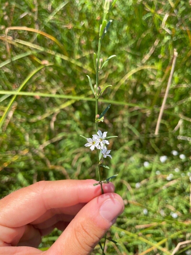 Lythrum lineare flower