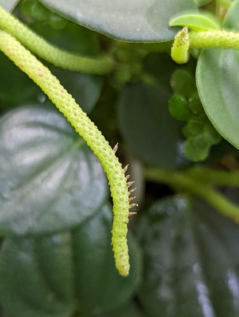 Peperomia urocarpa fruit