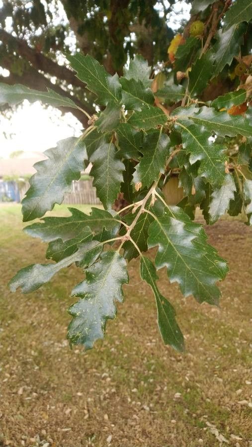 Quercus x lucombeana — houseplant care guide