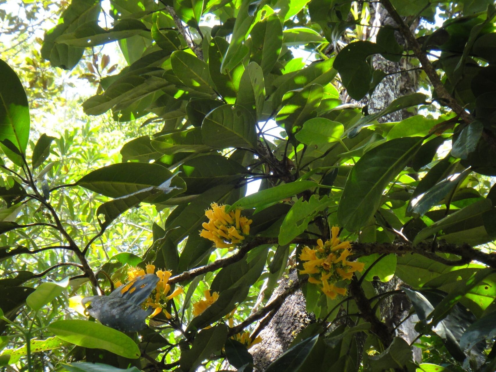 Oxera robusta flower