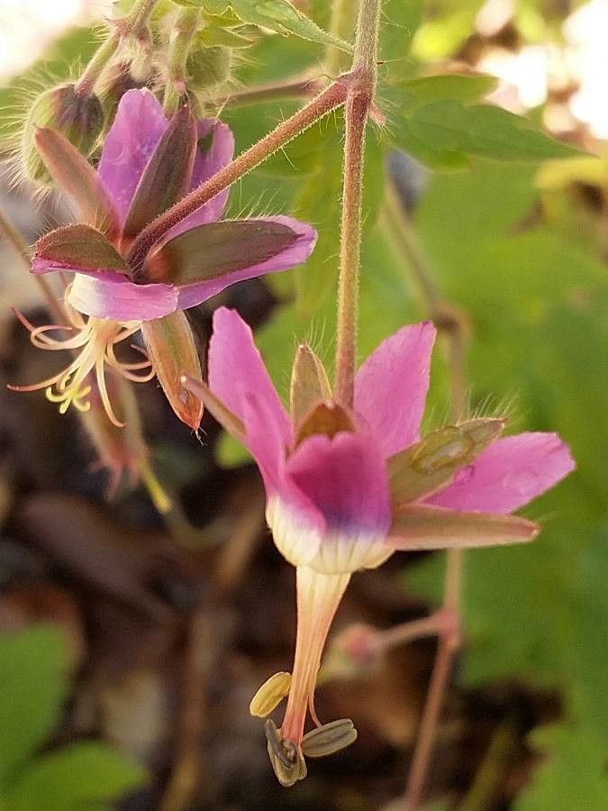 Geranium reflexum flower