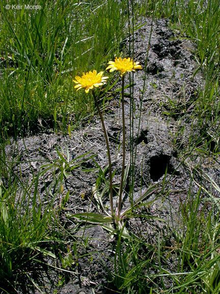 Phalacroseris bolanderi flower