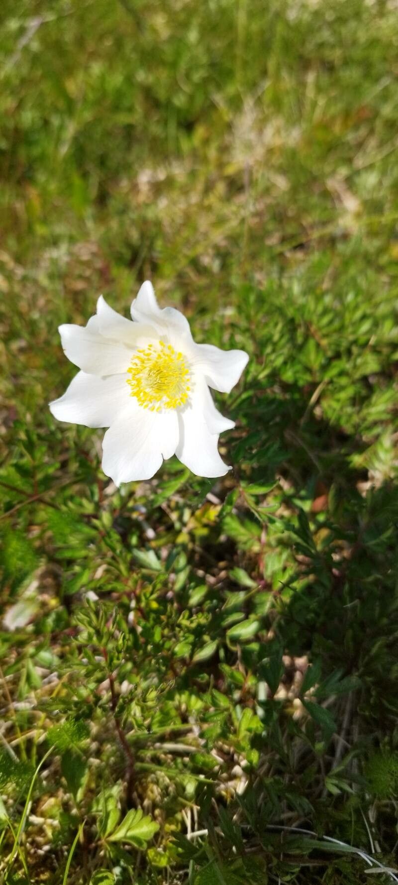 Anemone scherfelii flower