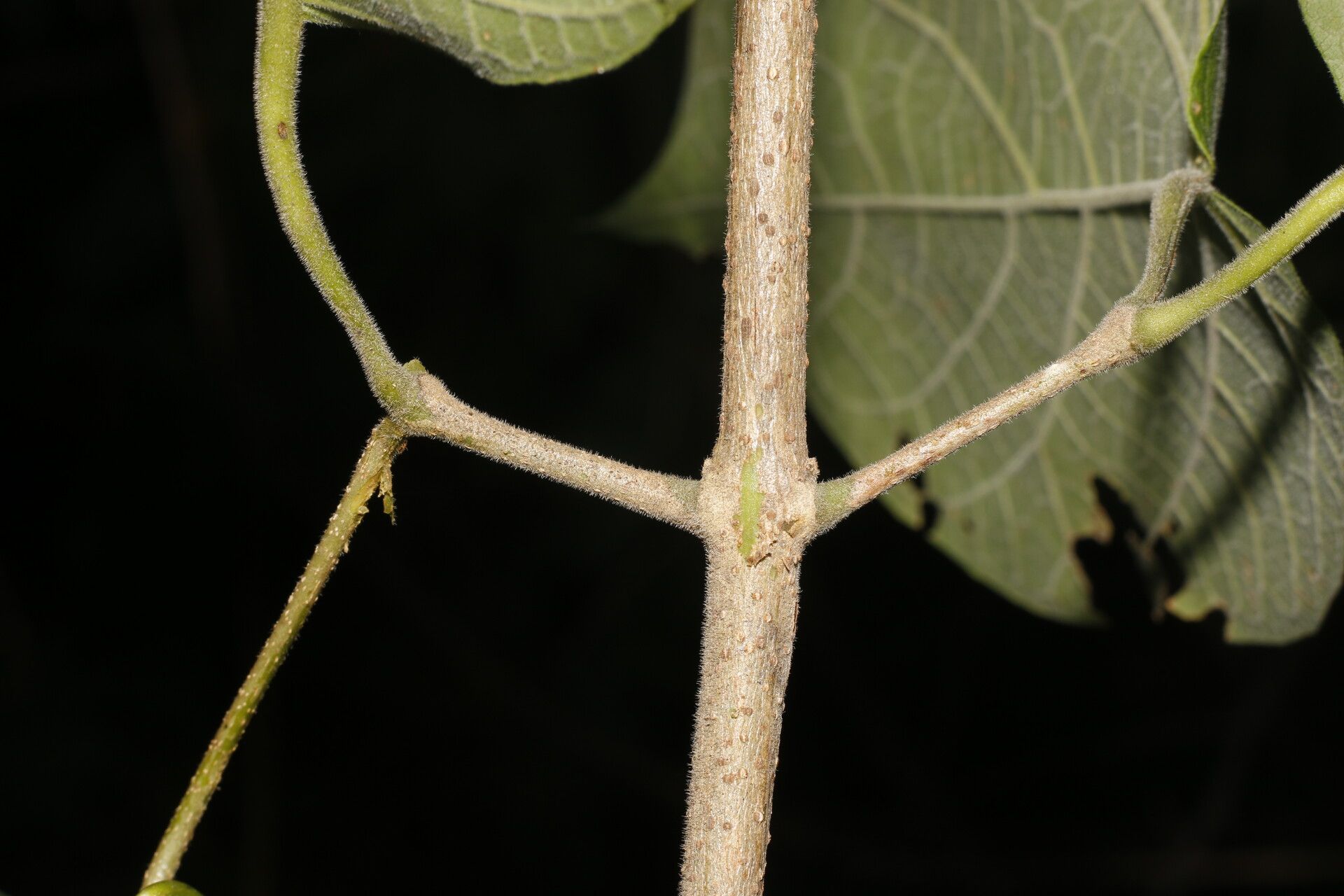 Fridericia mollissima bark