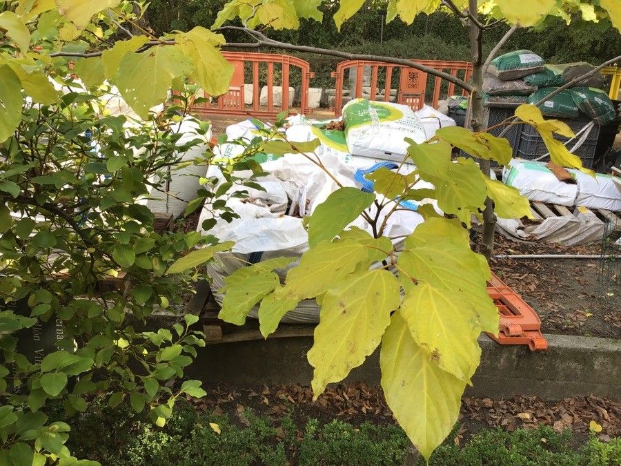 Hovenia dulcis — houseplant care guide