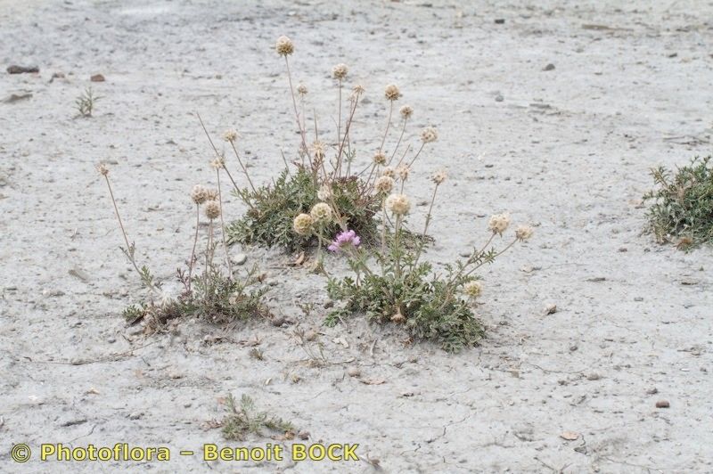 Lomelosia pulsatilloides habit