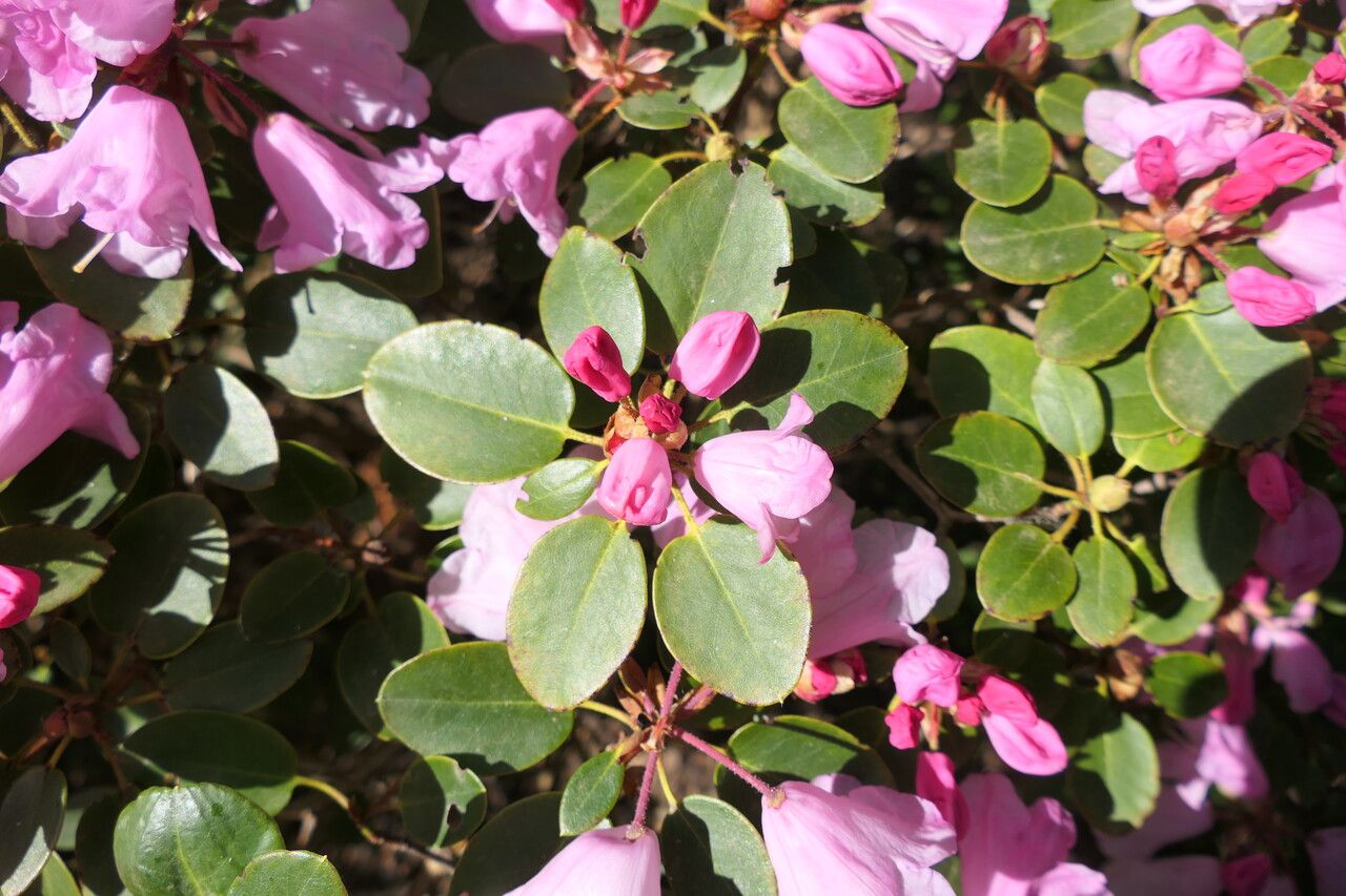 Rhododendron callimorphum — houseplant care guide