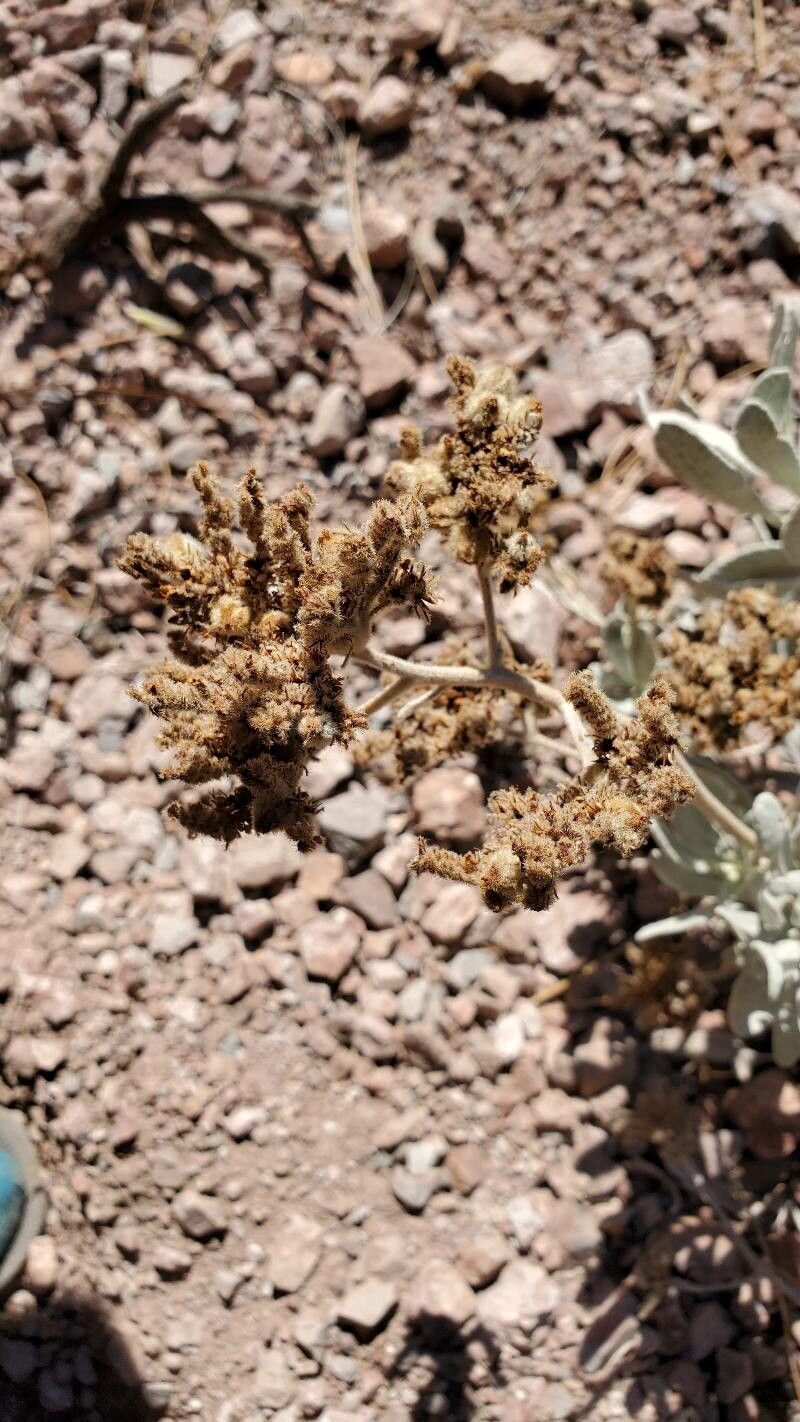 Eriodictyon tomentosum flower