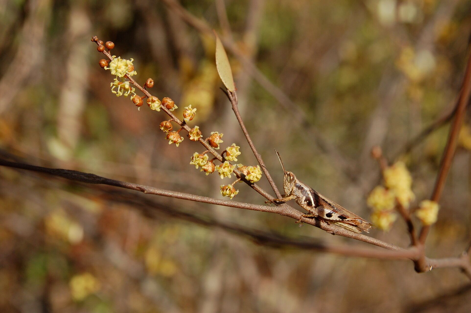 Croton bocquillonii flower