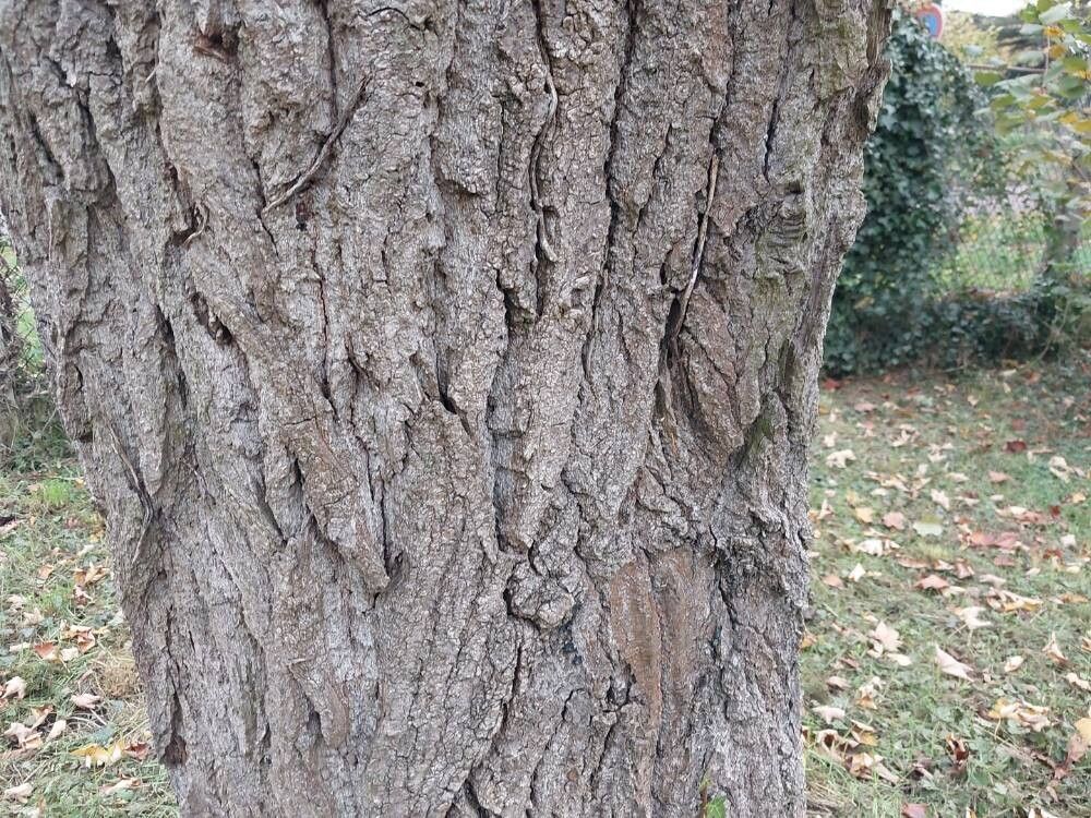 Populus laurifolia bark