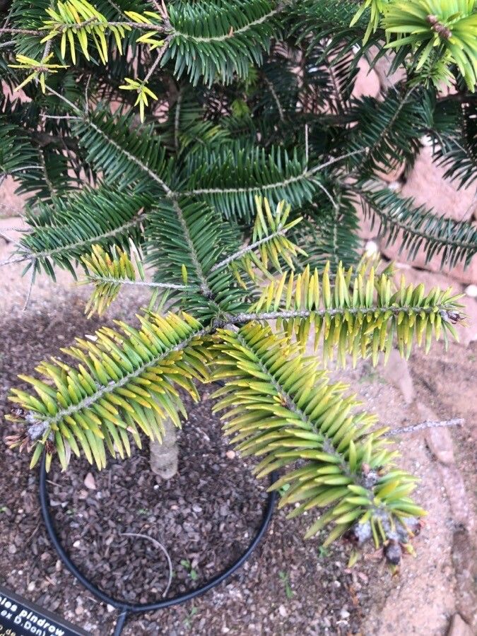 Abies pindrow — search result for 'Afghanistan'