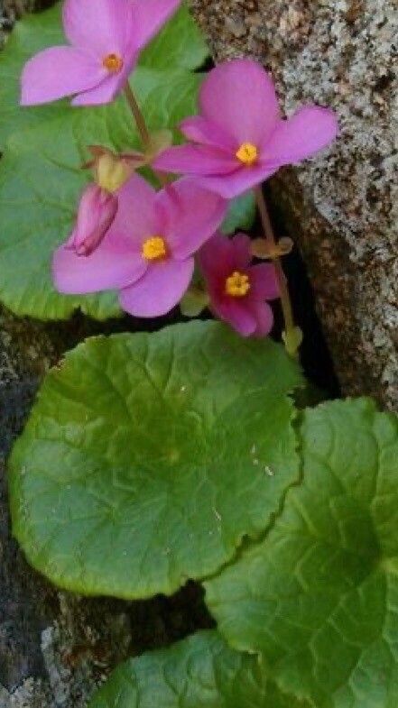 Begonia socotrana — houseplant care guide