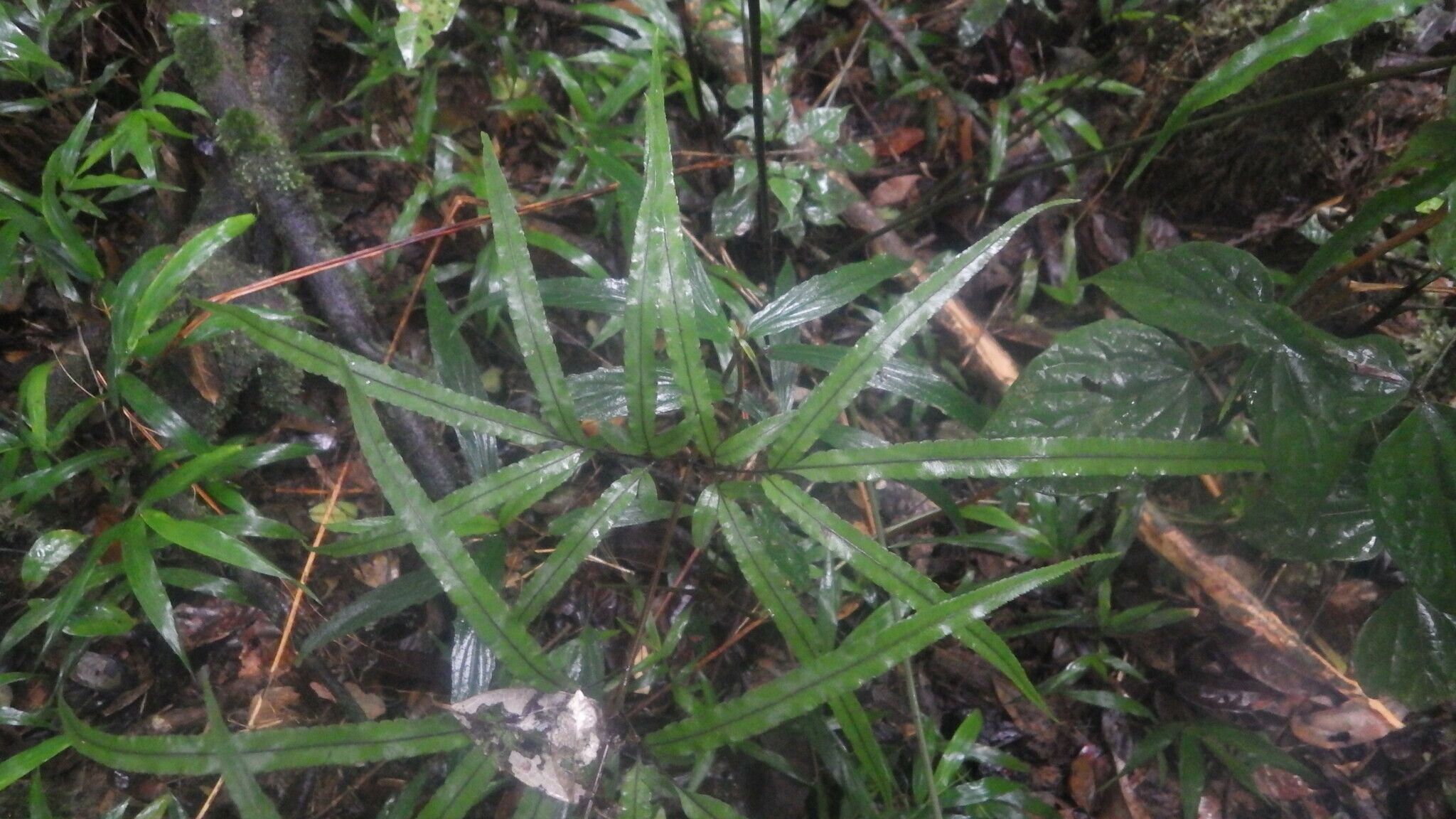 Pteris rasoloheryana — search result for 'Pteris'