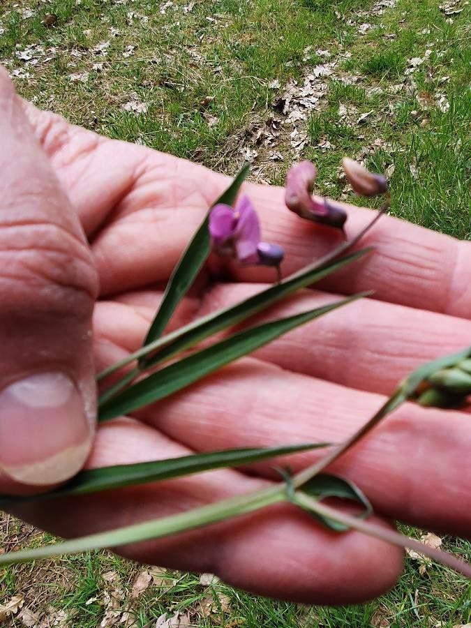 Lathyrus linearifolius — search result for 'Lathyrus'