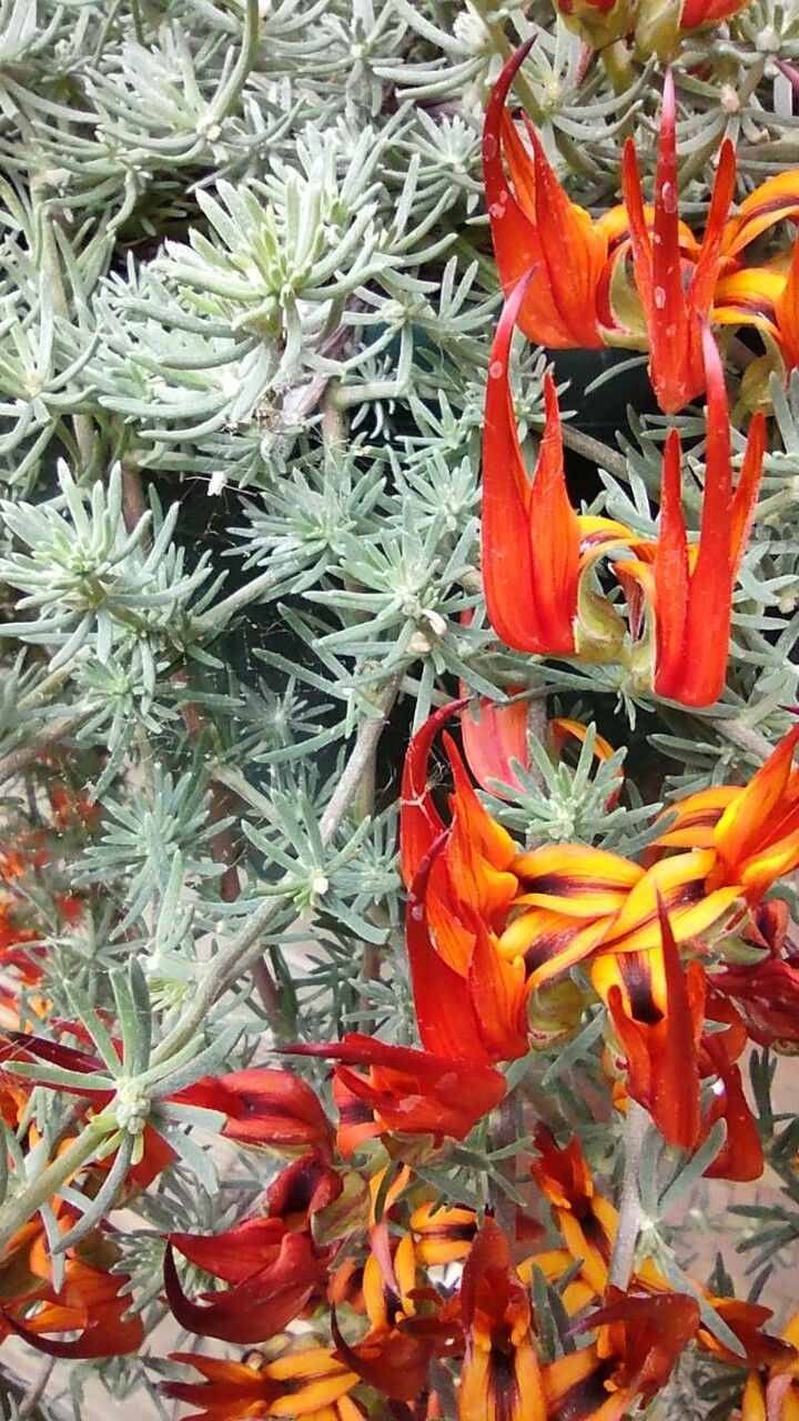 Lotus berthelotii bark