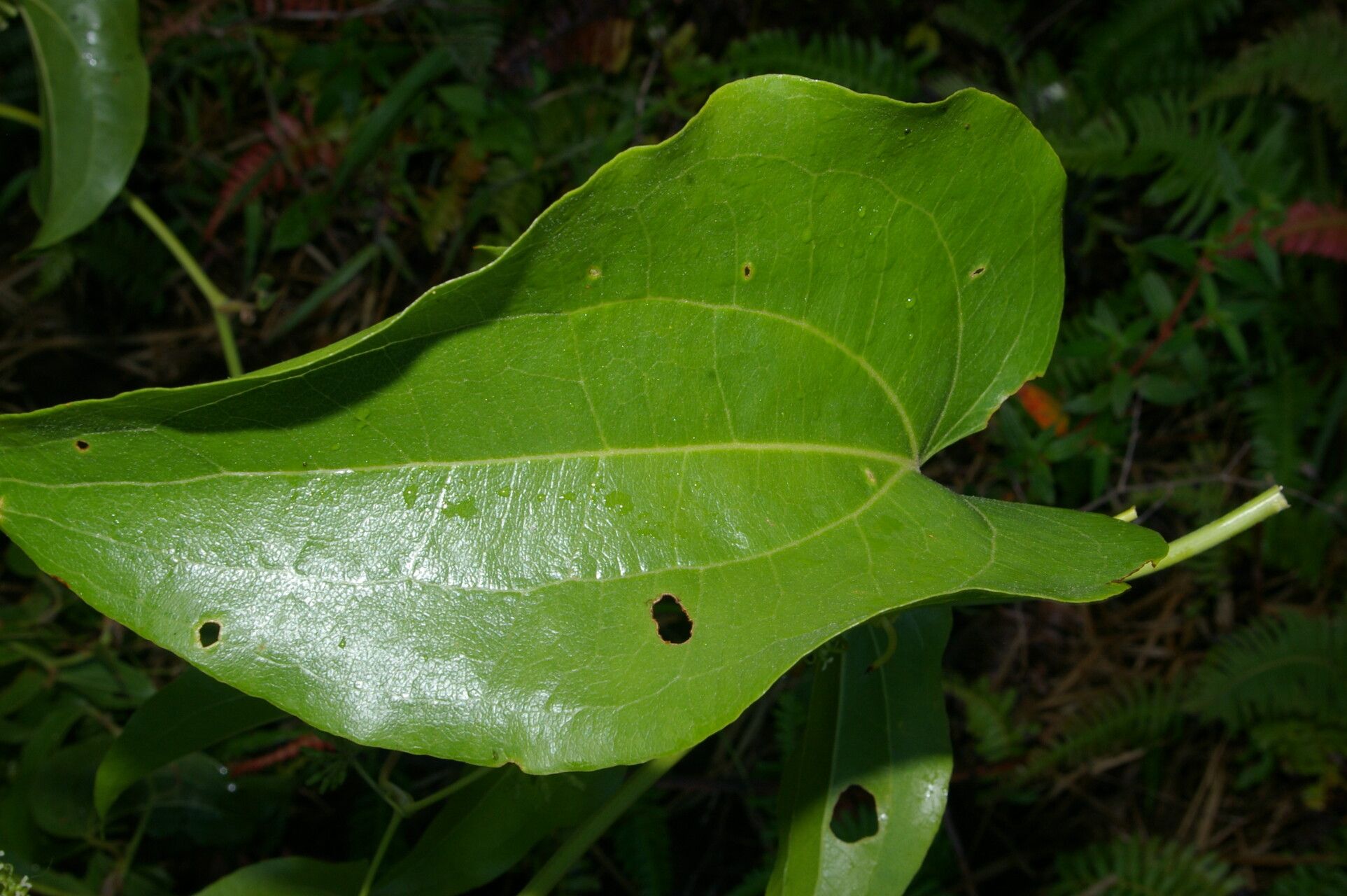 Smilax subpubescens — search result for 'Smilax'