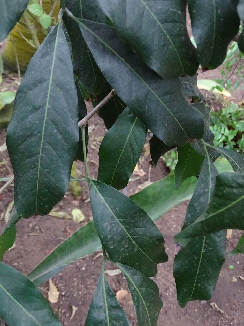 Lepisanthes senegalensis — search result for 'New Guinea and northern Australia'