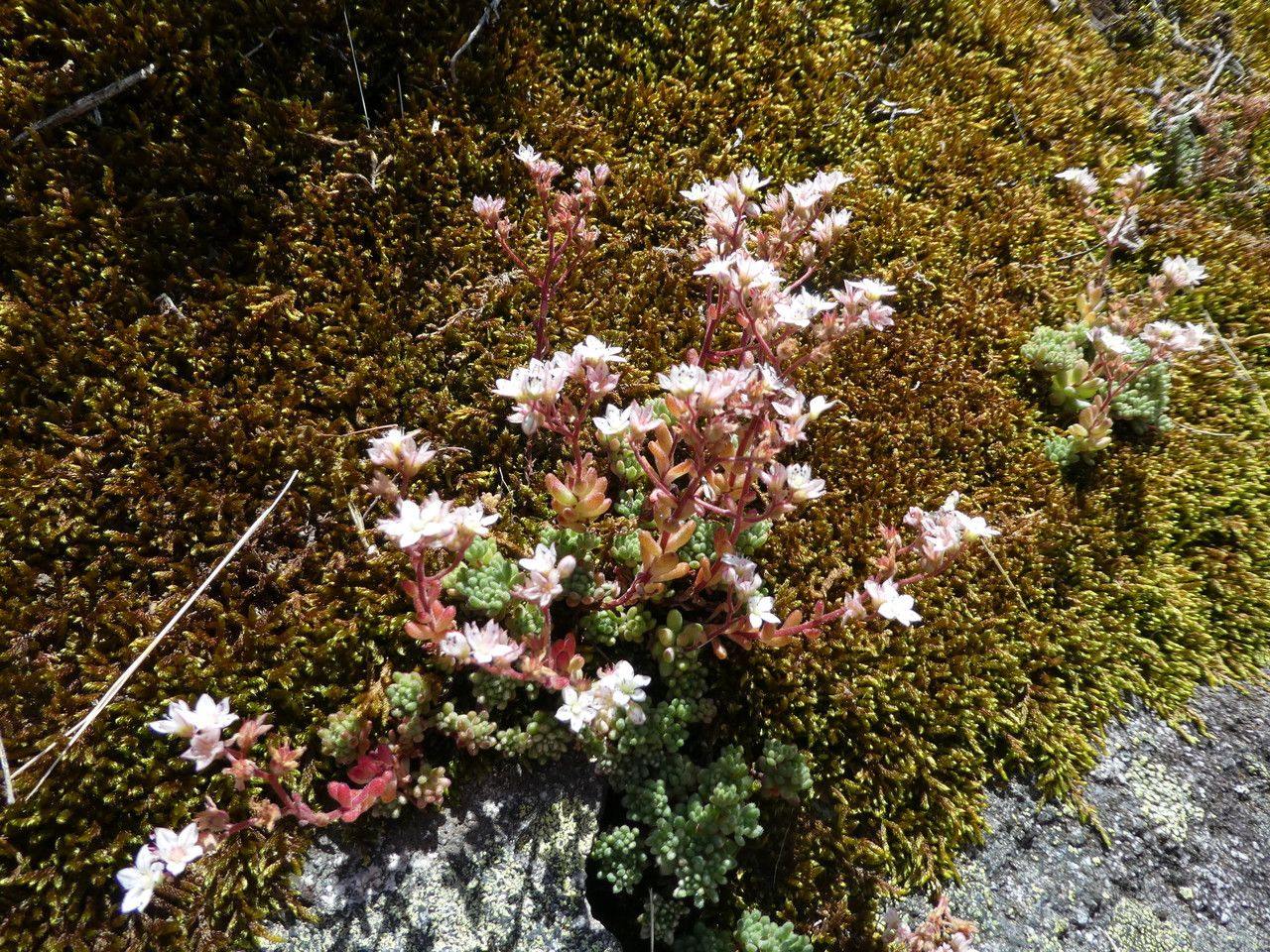 Sedum hirsutum flower