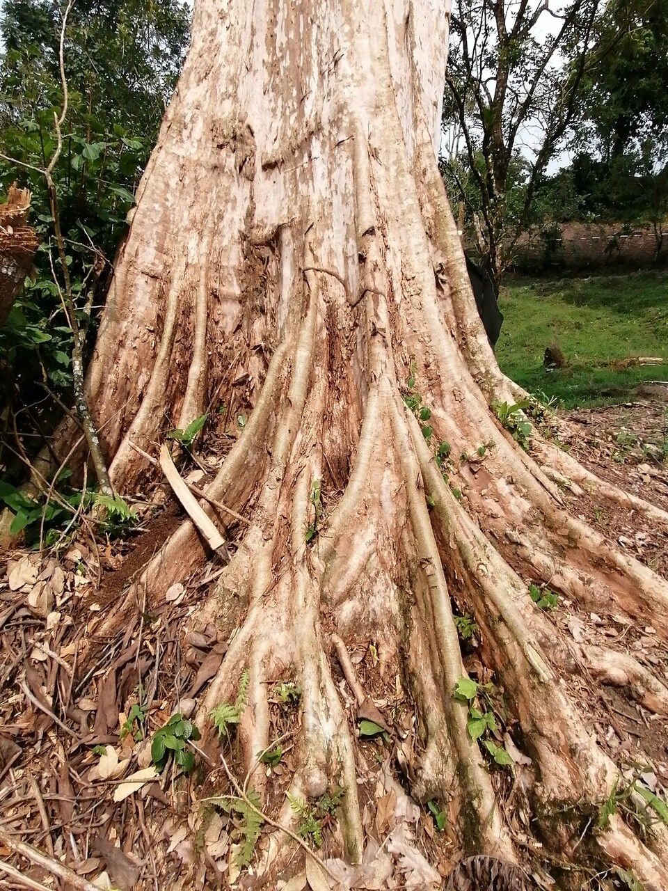 Terminalia oblonga bark