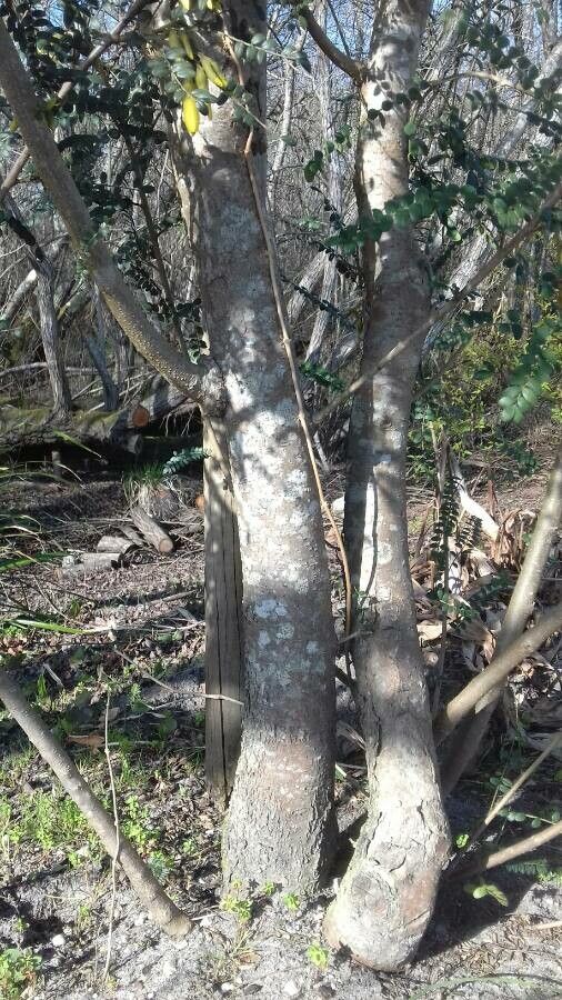 Sophora tetraptera bark