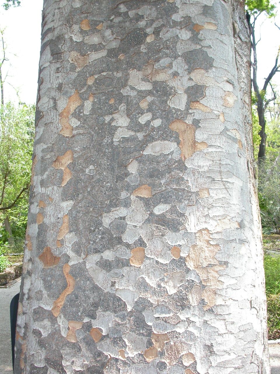 Agathis robusta bark