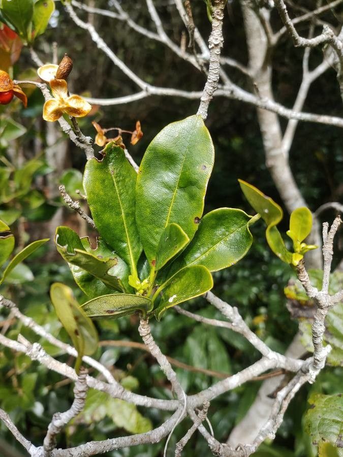 Pittosporum senacia leaf