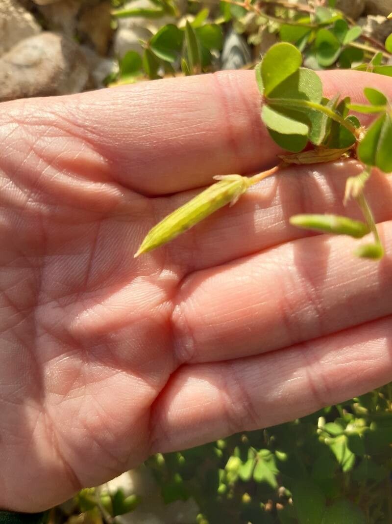 Oxalis fontana fruit